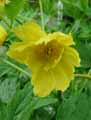 Paeonia lutea