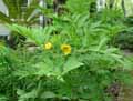 Paeonia lutea