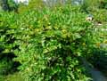Paeonia lutea