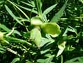 Paeonia officinalis