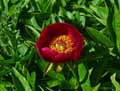 Paeonia officinalis
