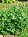 Paeonia officinalis