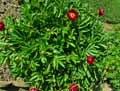 Paeonia officinalis