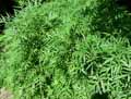Paeonia officinalis