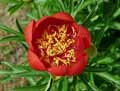 Paeonia peregrina Otto Froebel