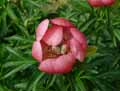 Paeonia peregrina Sunshine