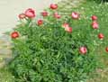 Paeonia peregrina Sunshine