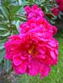 Paeonia suffruticosa