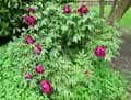 Paeonia suffruticosa
