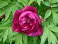 Paeonia suffruticosa