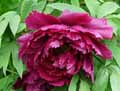 Paeonia suffruticosa