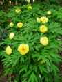Paeonia suffruticosa High Noon