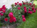 Paeonia suffruticosa