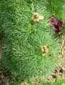 Paeonia tenuifolia