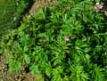 Paeonia veitchii