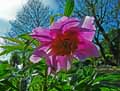 Paeonia veitchii
