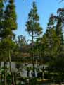 Pandanus candelabrum
