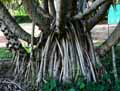 Pandanus odoratissimus