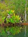 Pandanus platyphyllus