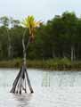 Pandanus platyphyllus