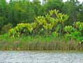 Pandanus platyphyllus