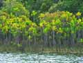 Pandanus platyphyllus