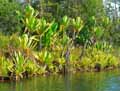 Pandanus platyphyllus