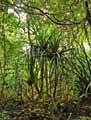 Pandanus sp.