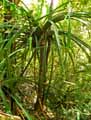 Pandanus sp.
