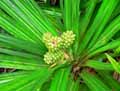 Pandanus sp.