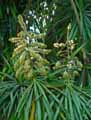 Pandanus sp.