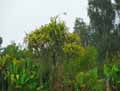Pandanus sp.