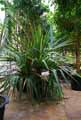 Pandanus utilis