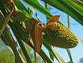 Pandanus utilis