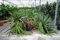 Pandanus utilis