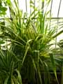 Pandanus veitchii