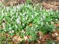 Corydalis cava