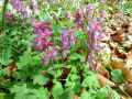 Corydalis cava