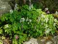 Papaveraceae-Corydalis-cava-Corydale-creuse-Corydale-a-tubercule-creux-Fumeterre-creuse.jpg