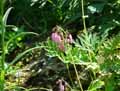 Dicentra eximia