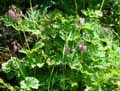 Papaveraceae-Dicentra-eximia-Dicentra.jpg