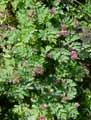 Papaveraceae-Dicentra-formosa-Coeur-saignant.jpg