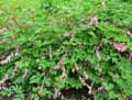Dicentra spectabilis