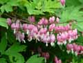 Dicentra spectabilis