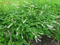 Dicentra spectabilis Alba