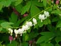 Papaveraceae-Dicentra-spectabilis-Alba-Coeur-de-Marie-Coeur-de-Jeannette.jpg
