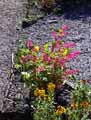 Papaveraceae-Dicentra-spectabilis-Coeur-de-Marie-Coeur-de-Jeannette.jpg