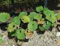 Eomecon chionantha