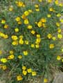 Eschscholzia californica