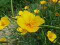 Eschscholzia californica